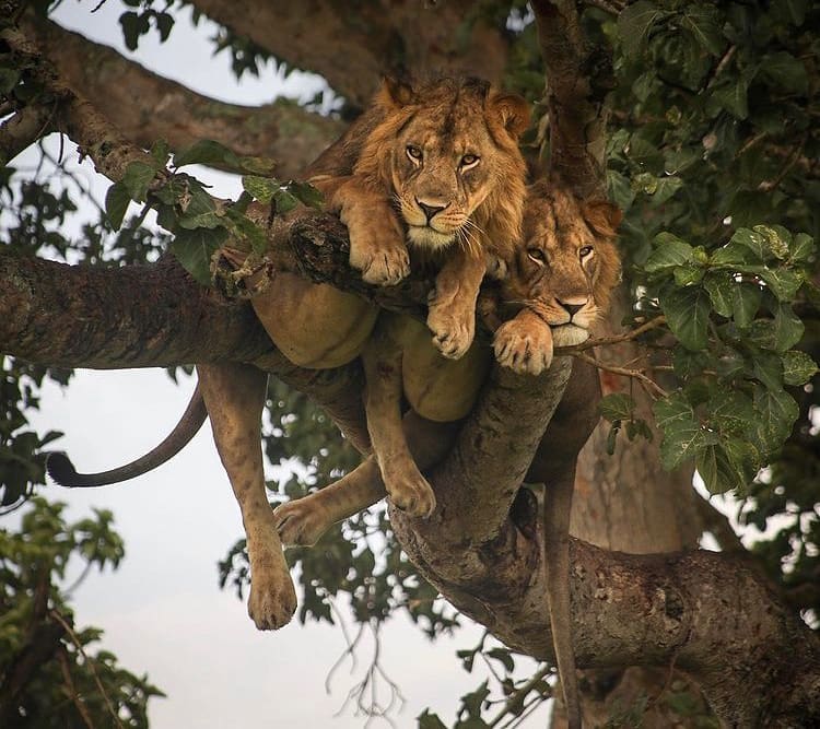 A pair of male lions lying in a tree in Queen Elizabeth National Park - The Wildlife of Uganda